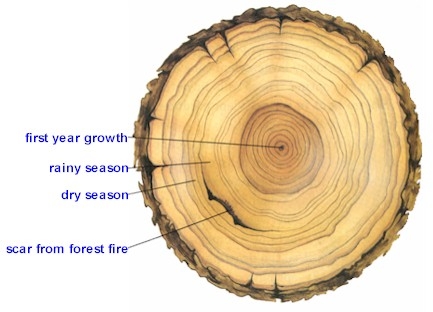 tree_rings.v2